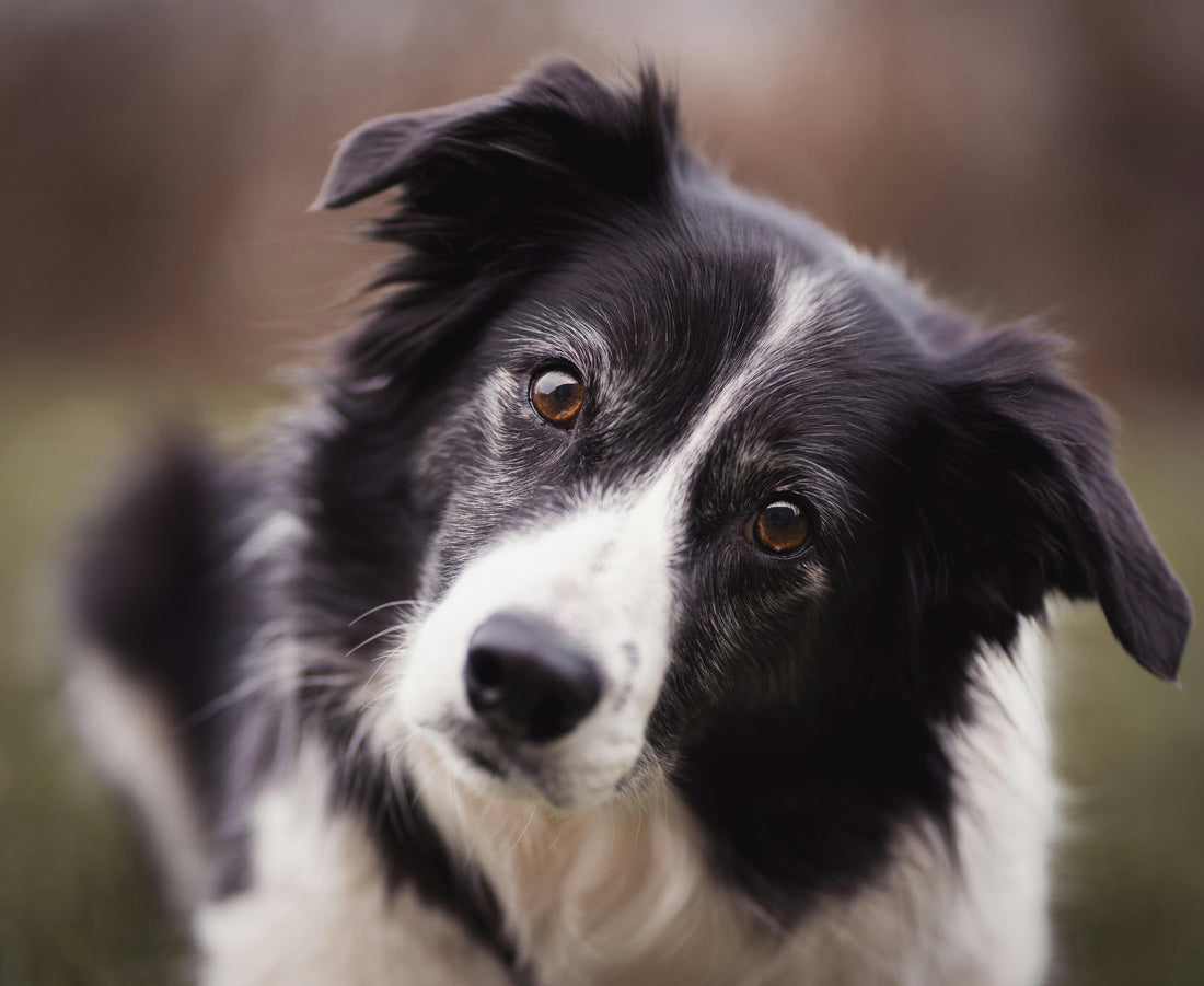 Handy Pet Supplies for Outdoor Enthusiasts